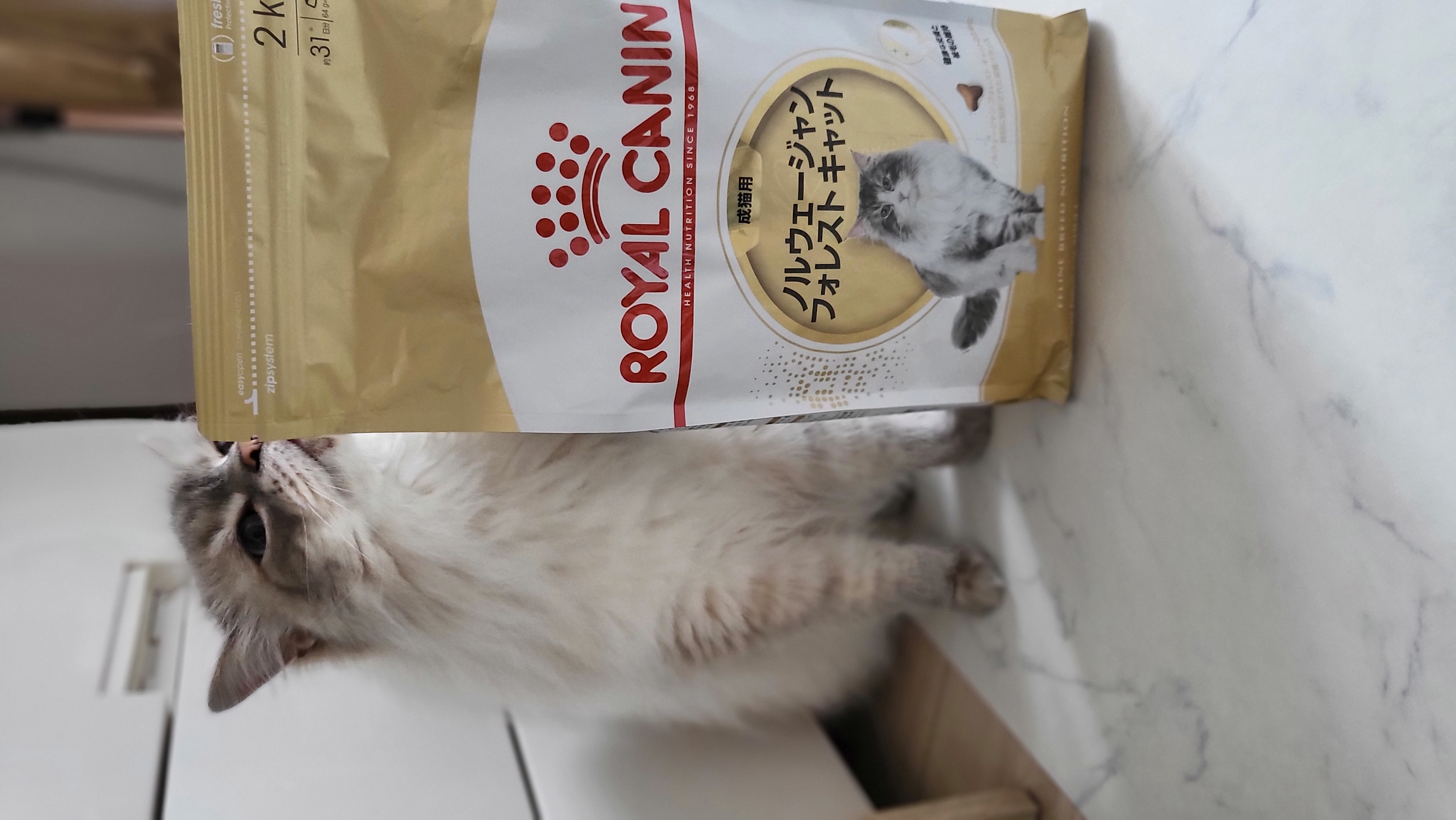 口コミ・レビュー｜ロイヤルカナン ノルウェージャンフォレスト