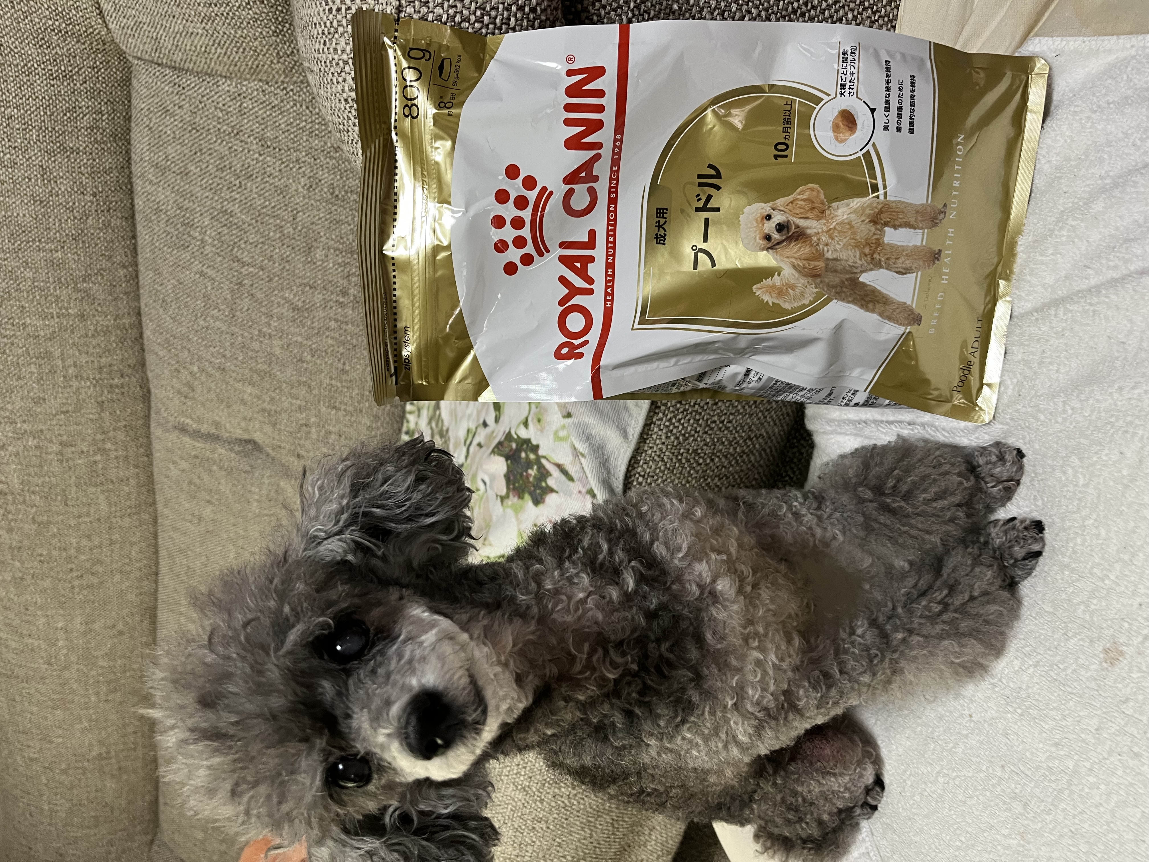 口コミ・レビュー｜ロイヤルカナン プードル 成犬用｜ 犬用