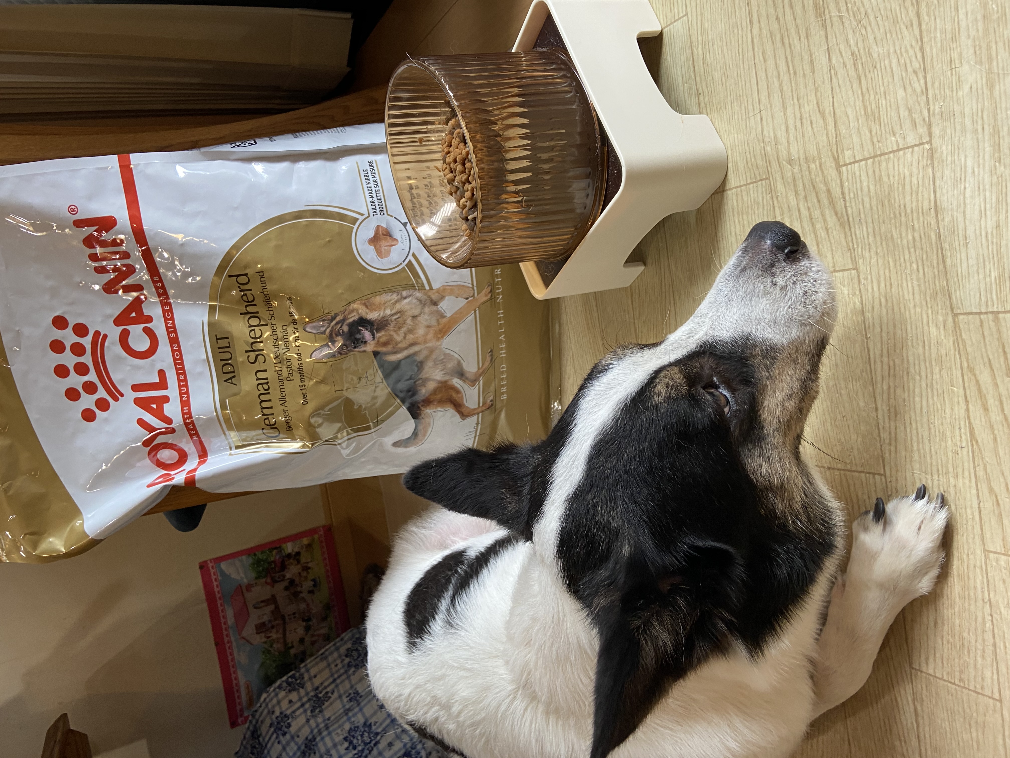 口コミ・レビュー｜ロイヤルカナン ジャーマンシェパード 成犬・高齢犬