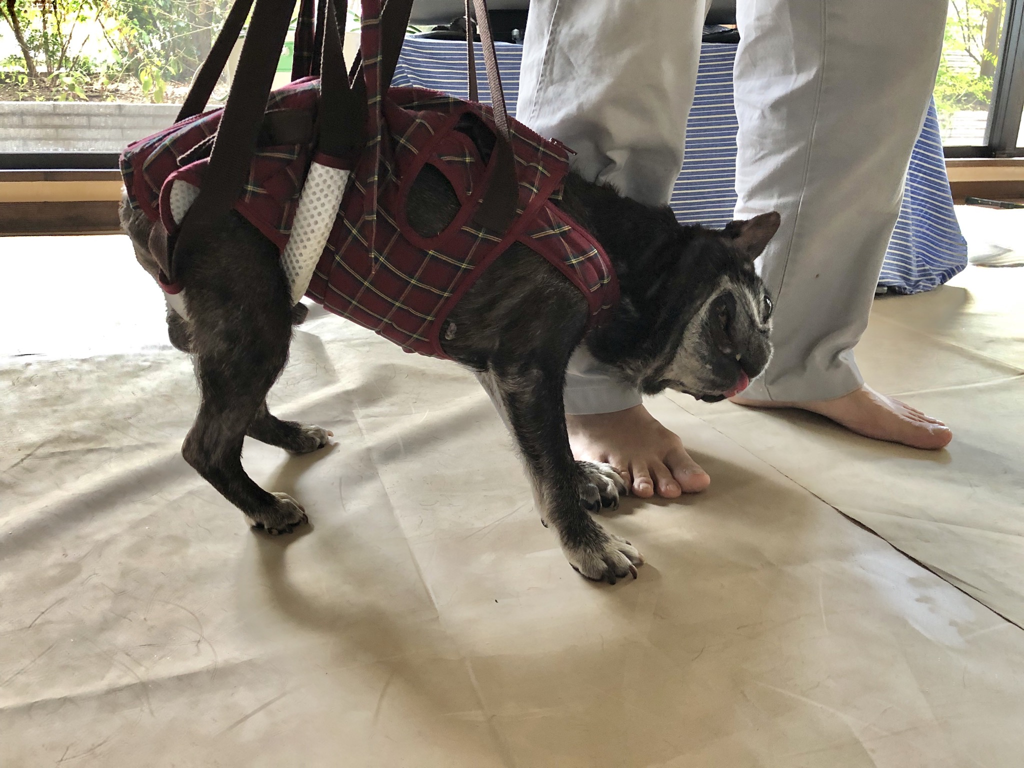 口コミ・レビュー｜アシスタントバンドリフト(歩行補助ハーネス