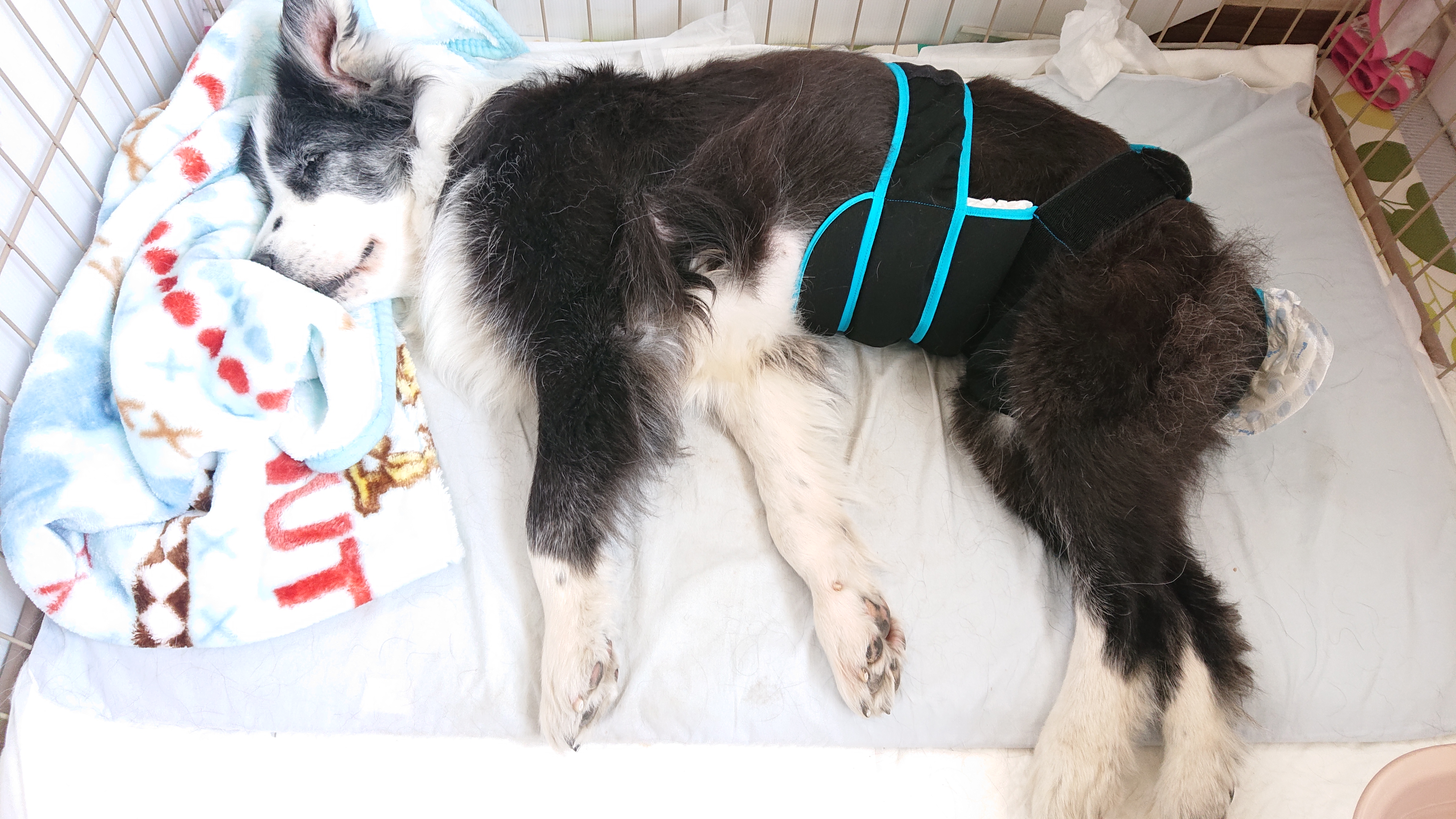 口コミ・レビュー｜フィーヌエアーマット L・替えカバーのみ (犬