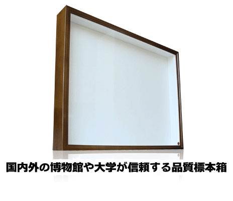 バードウィング 中型ドイツ箱（黒） オオセンチコガネ色彩変異 赤ー緑