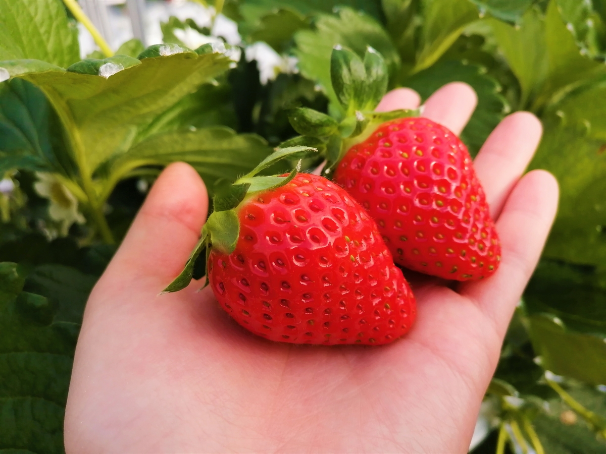 ☆三重県産 かおりの苺 贈答用 15粒入り みえの森苺園 【送料込み