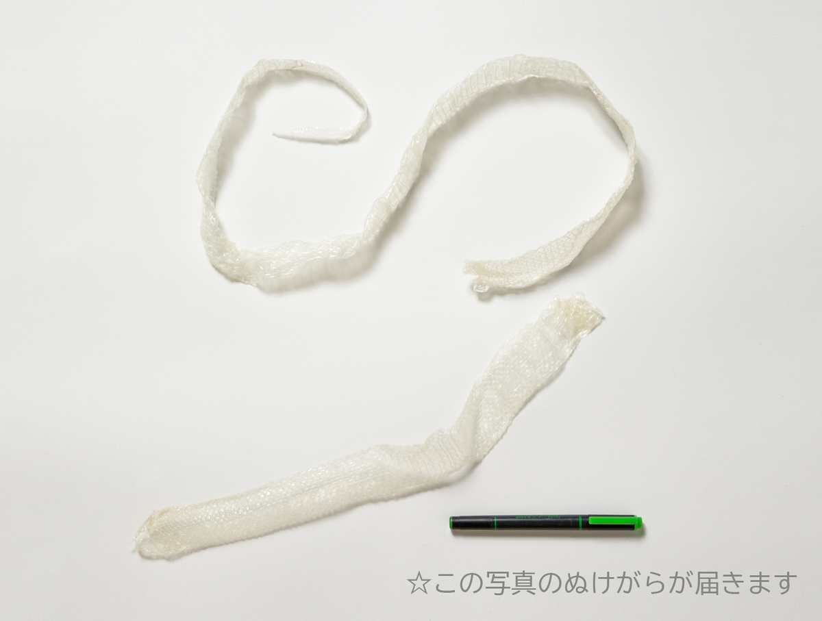 カリフォルニアキングヘビ（アルビノ）のぬけがら | 生物園オンライン