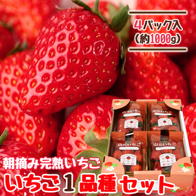 朝摘み完熟いちご 2品種食べ比べセット 250g×4パック | 山元いちご