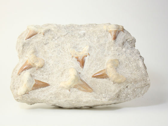 サメ 歯 化石 アオザメ 48mm [MA86] サメの歯 鮫の歯 牙 鮫 イスルス サメ