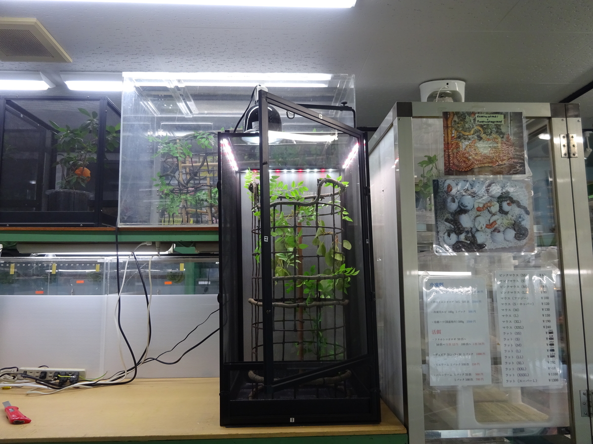 レプティブリーズ(REPTI BREEZE) | スコープ