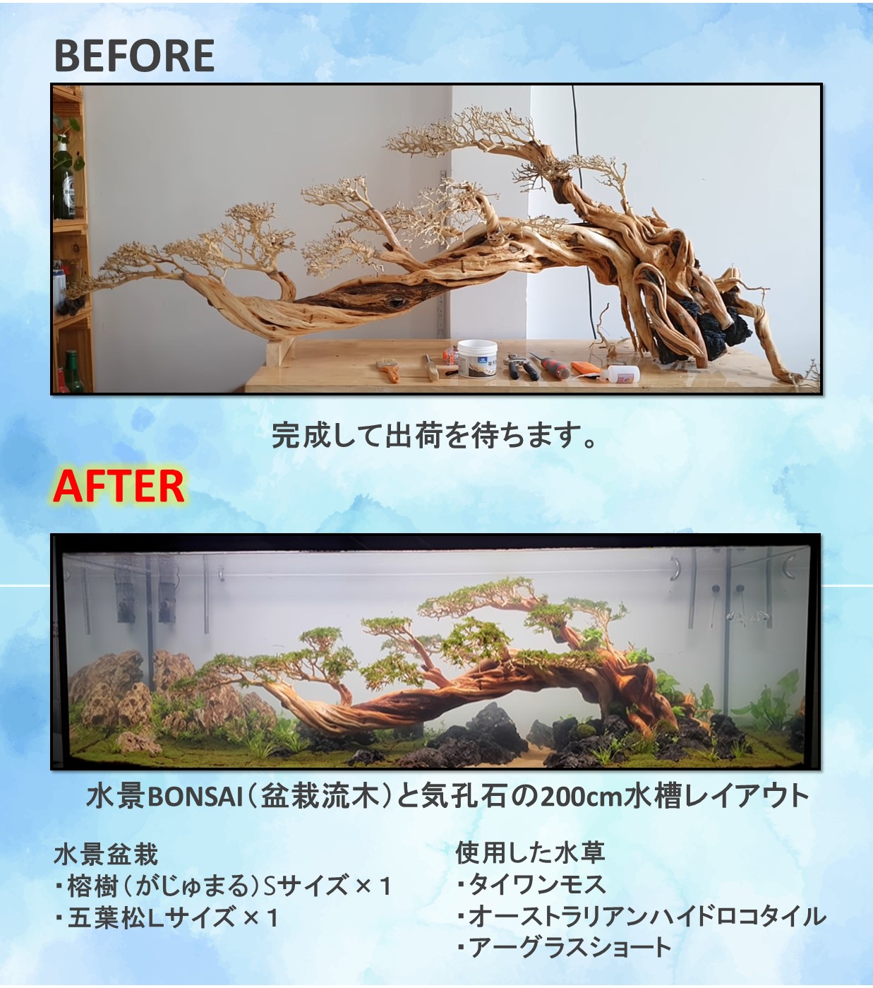 楽天市場】空洞型バニヤン盆栽流木ADA 流木（水槽専用アート流木）盆栽