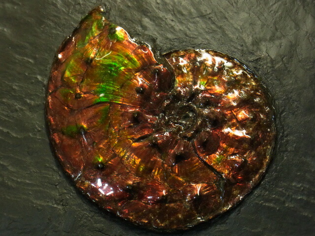 楽天市場】アンモライト原石標本 : アンモライト研究所