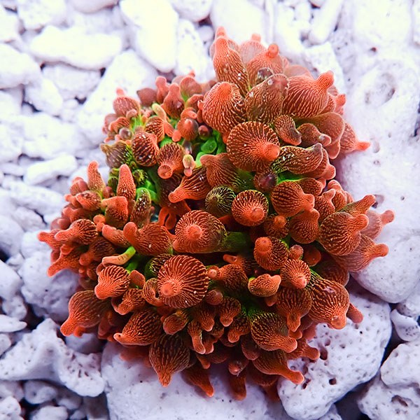 サンゴイソギンチャクレッドとパープルL.T | 海水魚通販はアクアギフト