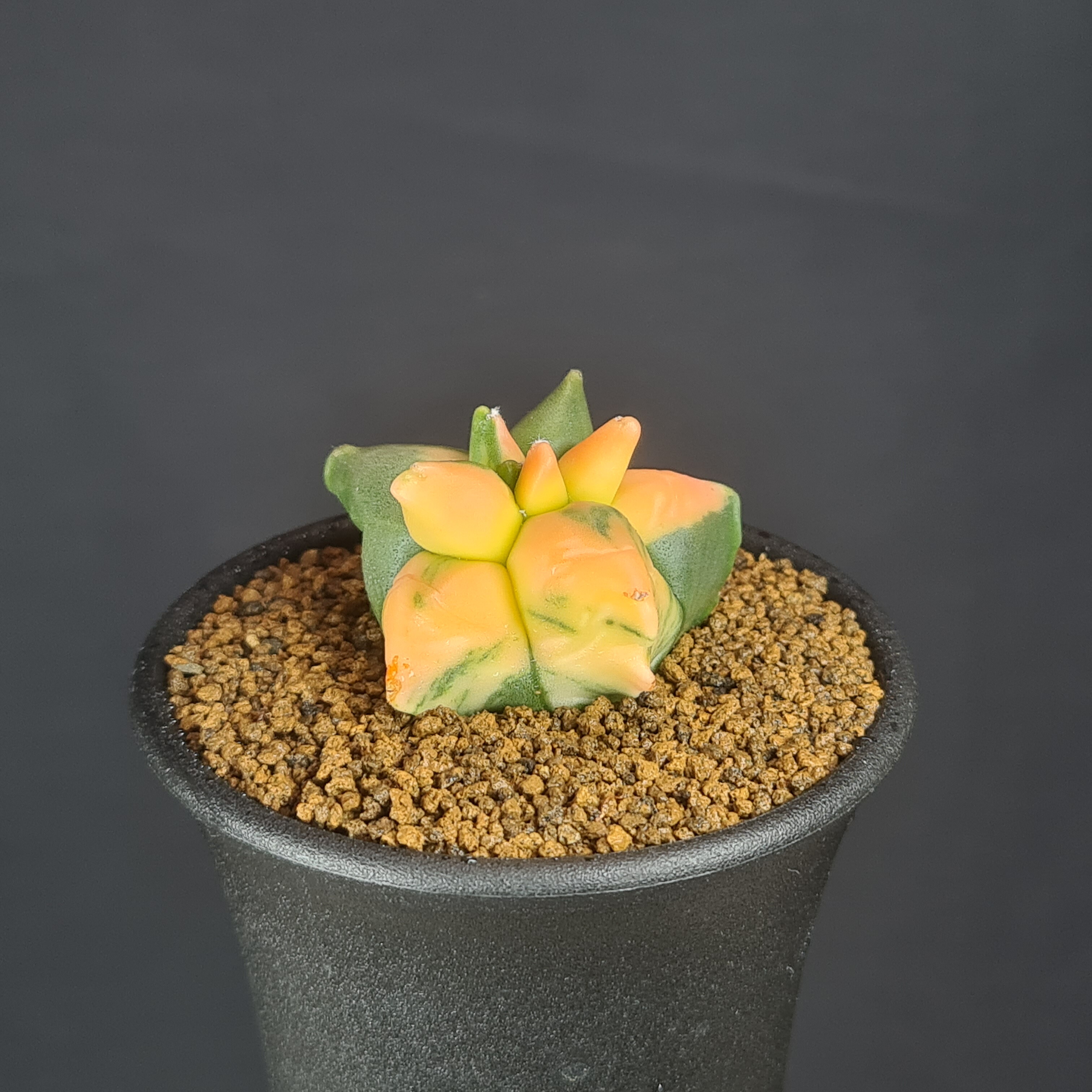 POLSPOTTEN POLSPOTTEN （ポルスポッテン）金色オウムの置物で幸運を