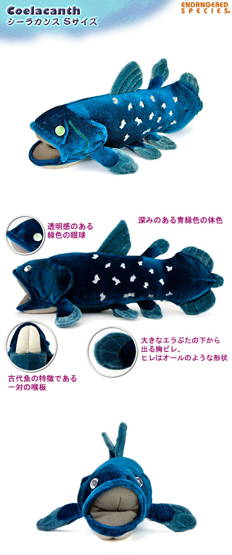 楽天市場】シーラカンス Sサイズ ぬいぐるみ 古代魚 | 古代魚 深海魚