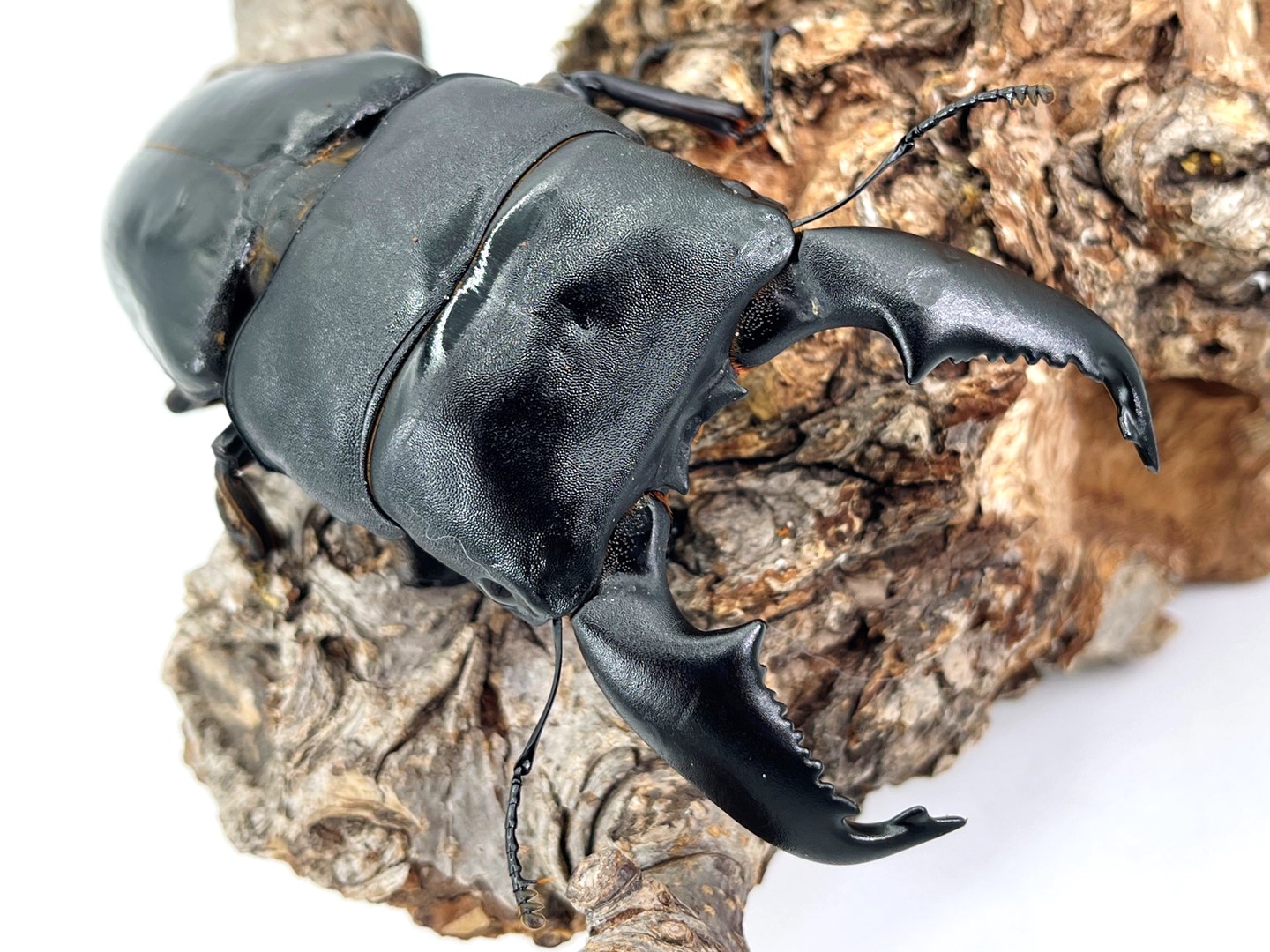 楽天市場】超人気種！入門編にして最高峰【DDA】大型血統 スマトラ