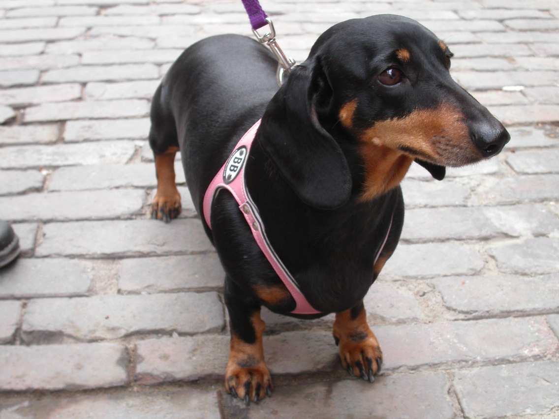 胴輪 ハーネス バディーベルト 3号 BUDDY BELT BUDDYBELTペット 犬