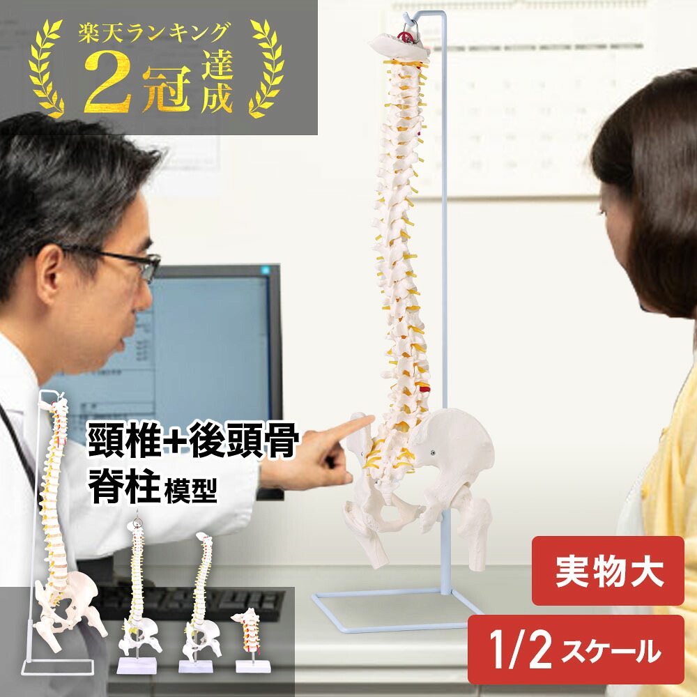 楽天市場】【全品50%OFFのチャンス☆14〜15日限定】 人体模型 脊柱模型