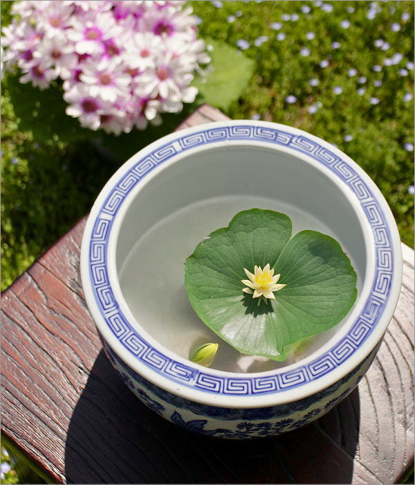 睡蓮鉢、メダカ 金魚鉢 火鉢、鉢カバー 骨董 青 12角形