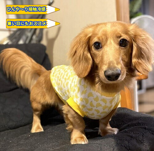 楽天市場】ダックス 服 ミニチュアダックスフンド 服 接触冷感 吸水速