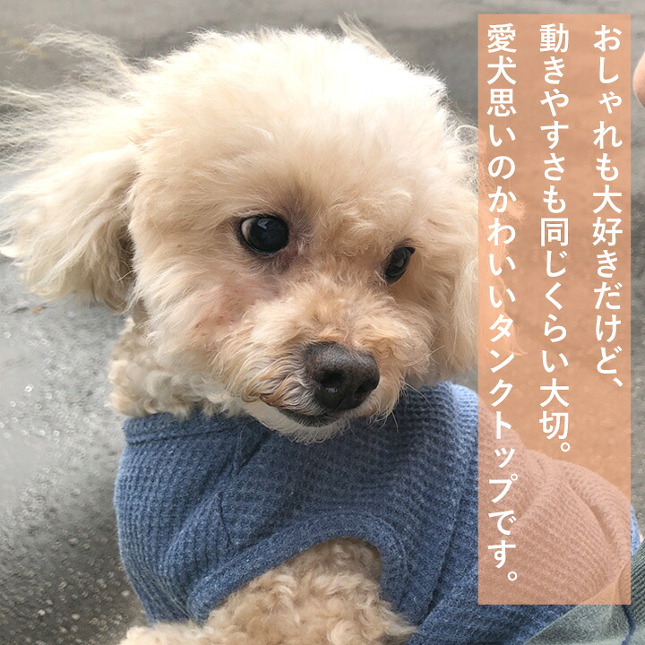 犬服 ワンピース(M) ꒡̈⃝Lily꒡̈⃝ハンドメイド 【公式通販】