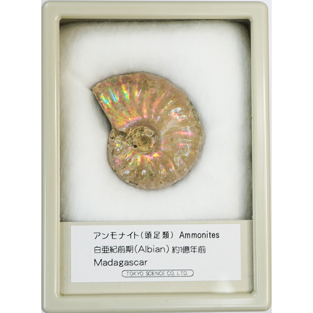 楽天市場】アンモナイト ペリスフィンクテス ケース入り マダガスカル
