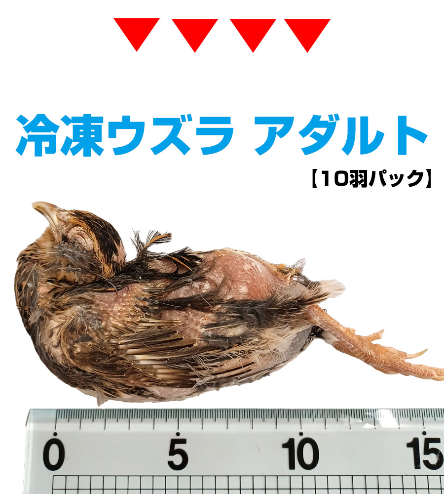 楽天市場】【冷凍】冷凍ウズラ アダルト 10羽（T2）【クール便発送