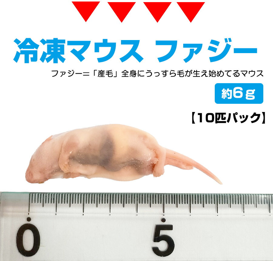 ☆みーちゃん☆国産冷凍マウス アダルトLL 20匹、ファジー50匹 冷凍