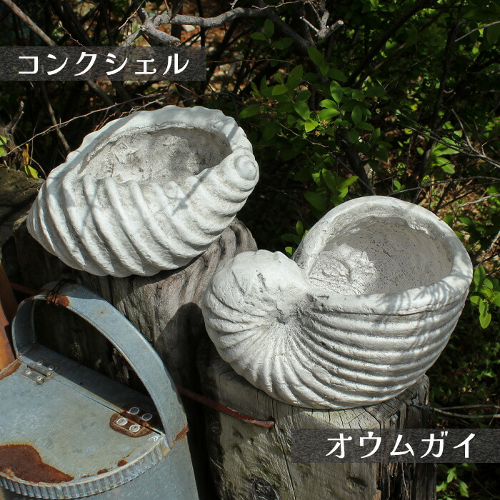 楽天市場】貝 モチーフ シェル型 フラワーポット ホワイト 穴あり