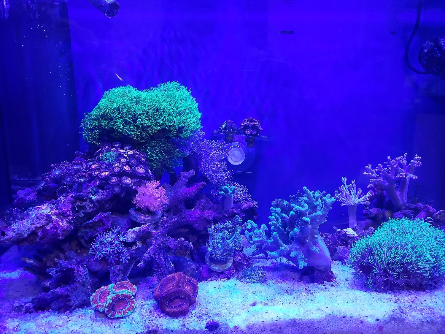 Grassy Wing2 60 グラッシー・ウィング2