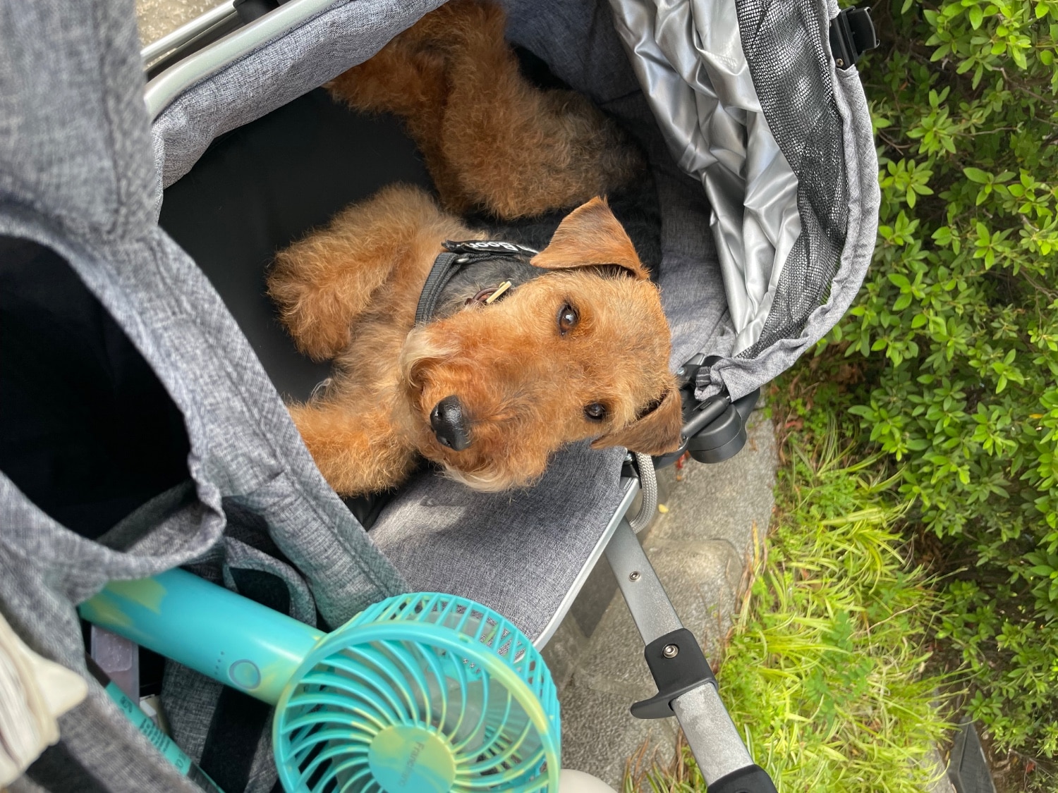 楽天市場】ピッコロカーネ カリーノ3 ワンタッチスタイル 耐荷重20kg