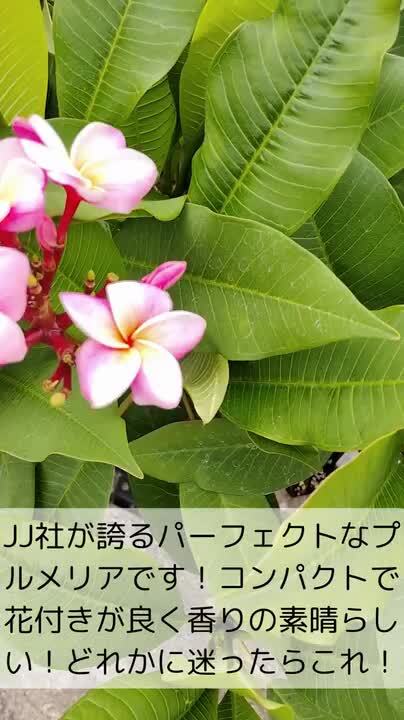 楽天市場】プルメリア ディバイン Aグレード苗 5号鉢☆スタンダード