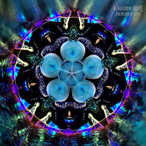 万華鏡：オイル]星壺 / スター・ポット/a ： 小嶌 淳