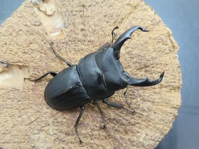 スジブトヒラタクワガタ（徳之島産）58ミリペア販売/クワガタ工房 虫吉