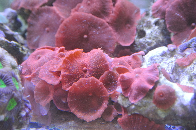 極美！！激レアスーパーレッドディスクコーラル
