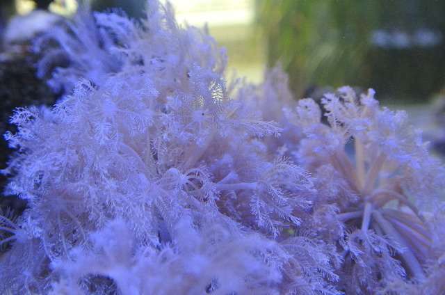 入荷稀☆ポリプが開いたり閉じたりするパクパクタイプのカンムリウミアザミ