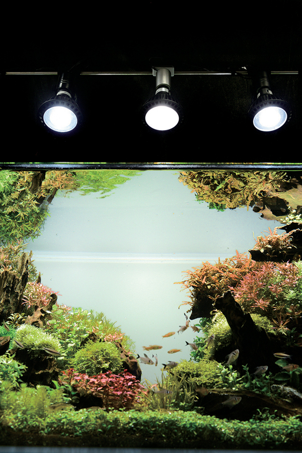 京セラ CERAPHIC いきもの電球 5000K(昼白色) アクアテイラーズ