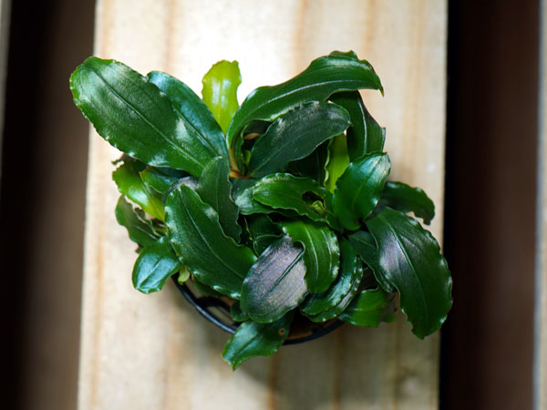 アクアフルール ブセファランドラ ティアグリーン 1ポット アクア