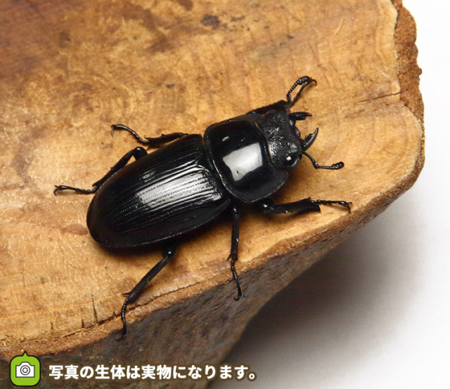 オオクワガタ 野外採集個体の販売│ビートルファーム