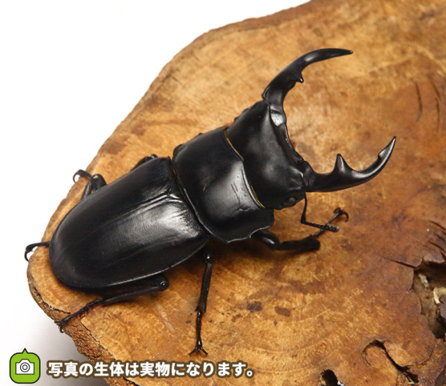 オオクワガタ 野外採集個体の販売│ビートルファーム