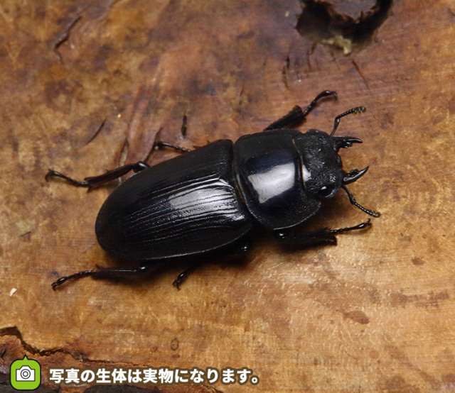 天然WDオオクワガタ63.7㎜山梨県〇〇市樹液採集 天然WDオオクワガタ