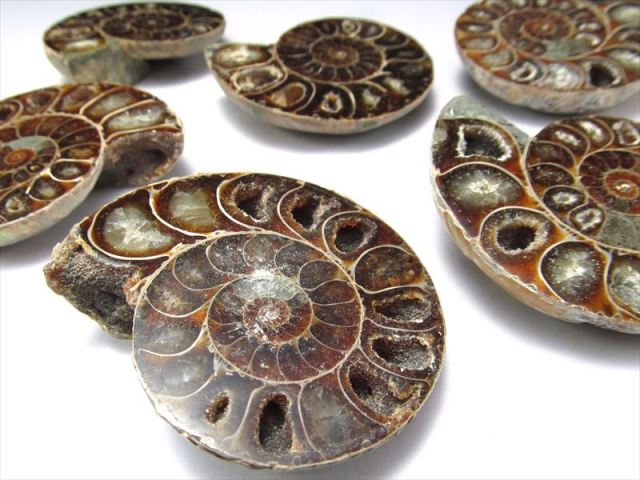しっかり隔壁の4Aタイプ アンモナイト スライス化石 ポーチ付き 約80