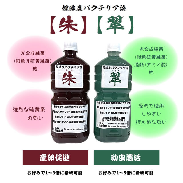 Dorcus Academy] 超濃度バクテリア液【翠】