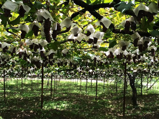 ドメーヌ ポンコツ まどぎわ 2022 750ml （※購入条件有り）（※お一人様