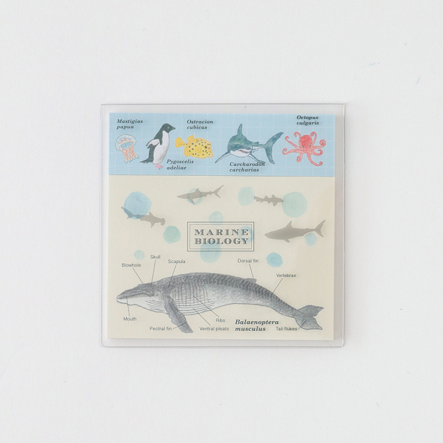 ③あづみ冬留 複製原画 保証書付き