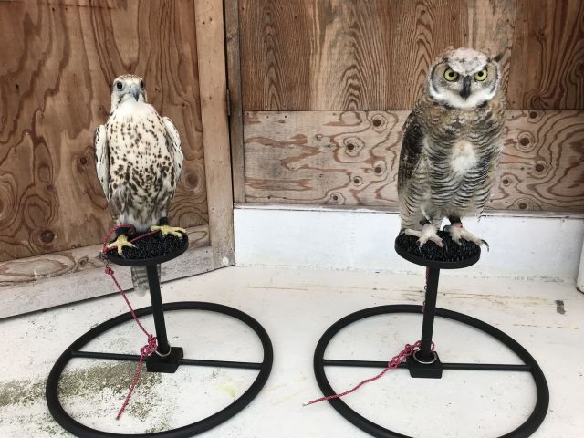 猛禽類 ファルコンブロック バーチ