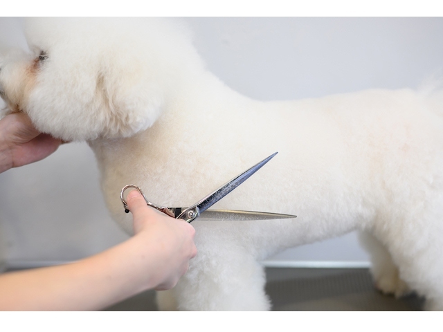 ワンクス ケリー WWW-700A WWW-800A ストレートシザー(Wanx) ハサミ屋