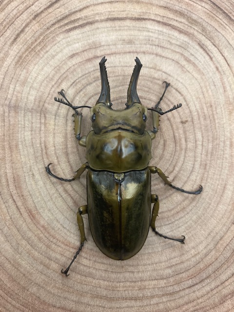 A.ローゼンベルク オオゴンオニ野外品3体セット 【公式通販】