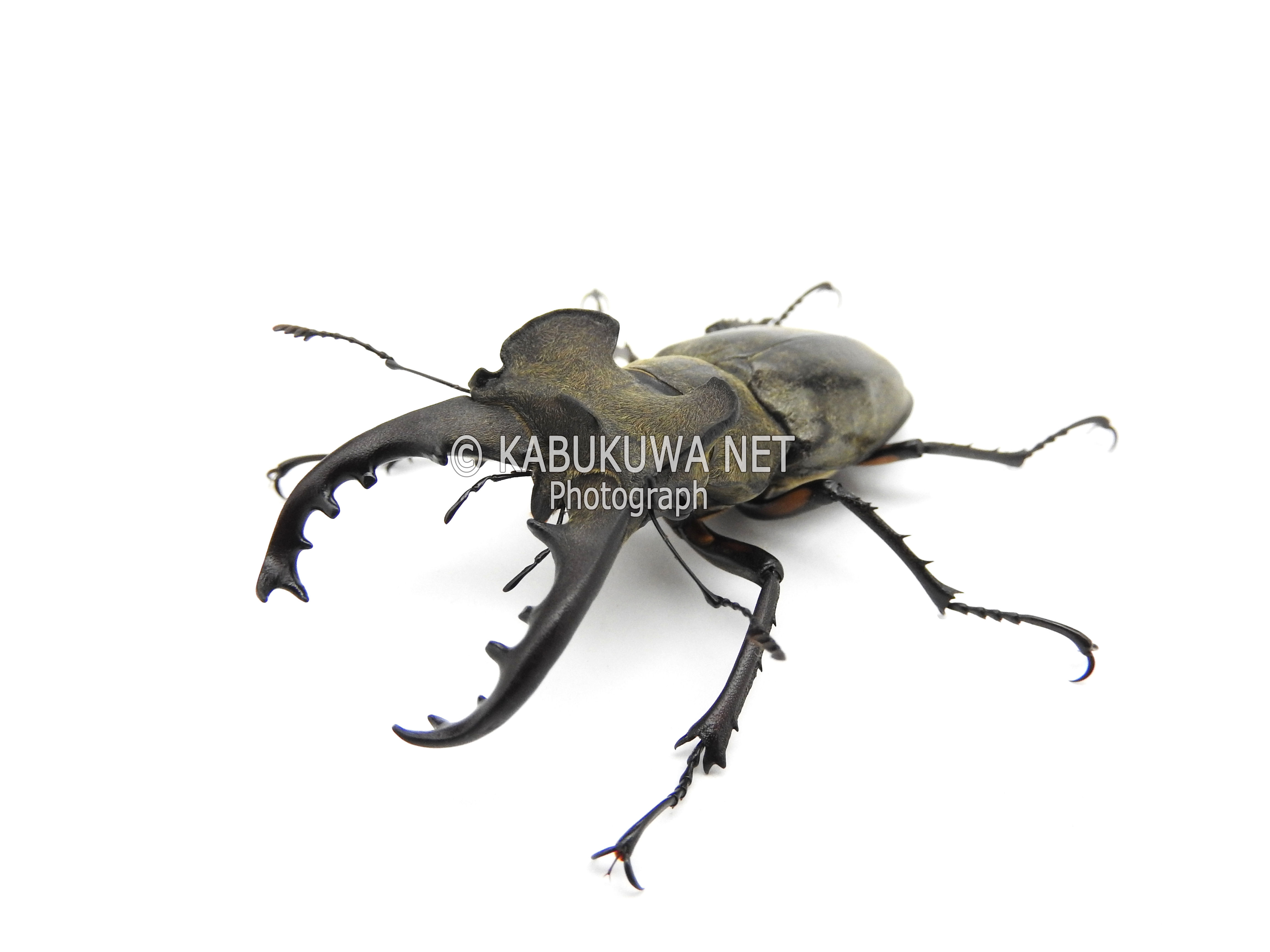 ミヤマクワガタ 標本 ペア 68mm 41mm Z <1110z昆虫標本・クワガタムシ