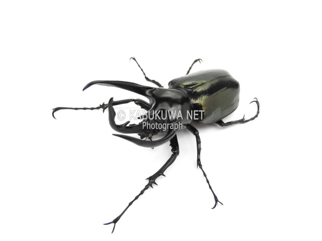 ジャワ産 コーカサスオオカブト標本 116ミリ 野外品 ジャワ産