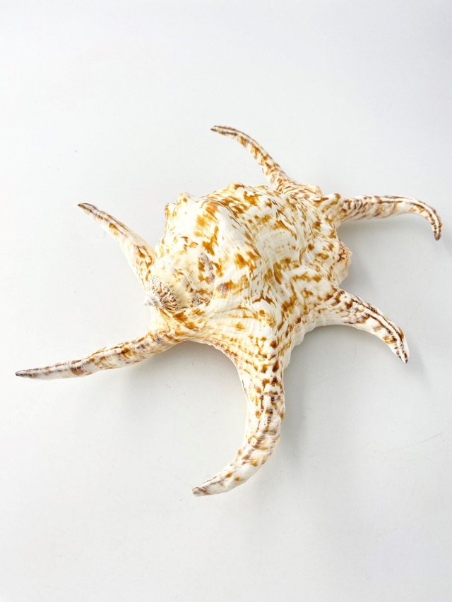 スイジガイ(水字貝)特大【22cm前後/1個】En: Lambis chiragra (size