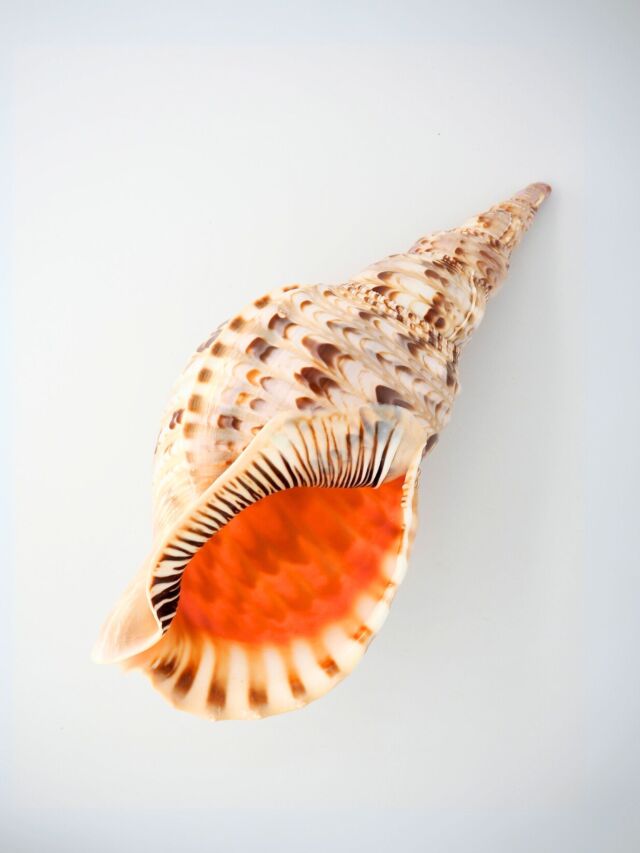 新一工藤さま専用 法螺貝37㎝ 赤紐小セット 法螺貝 ほら貝 ホラガイ 新