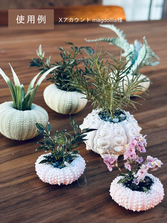 シーウーチンスプートニック（ミナミバクダンウニ）【7cm前後】En